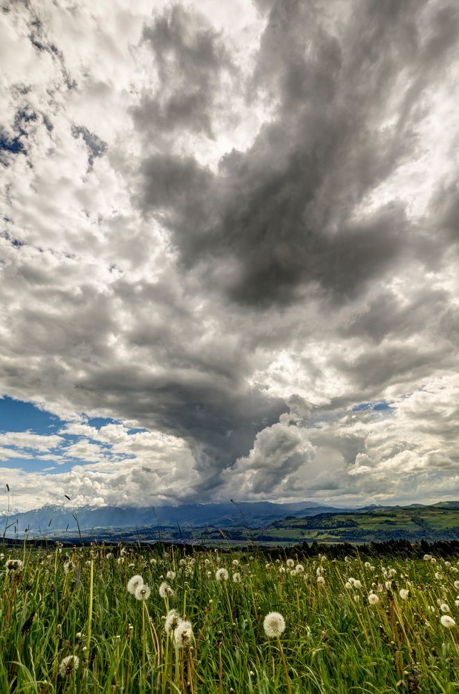 Gewitterwolken über Pusteblumenfeld