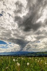 Gewitterwolken über Pusteblumenfeld