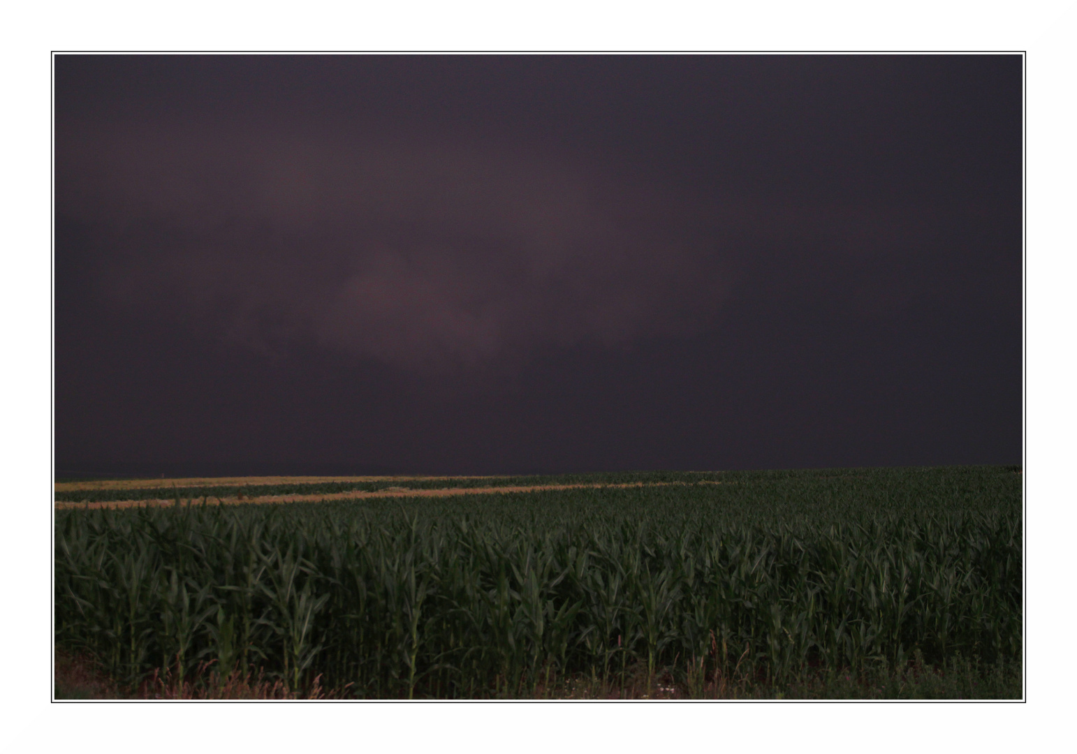 Gewitterwolken überm Maisfeld.