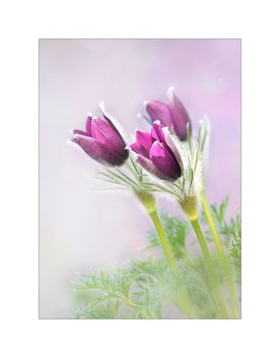 Gewöhnlich...aber trotzdem wunderschön