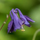 Gewöhnliche Akelei (aquilegia vulgaris)