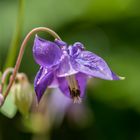 Gewöhnliche Akelei (aquilegia vulgaris)