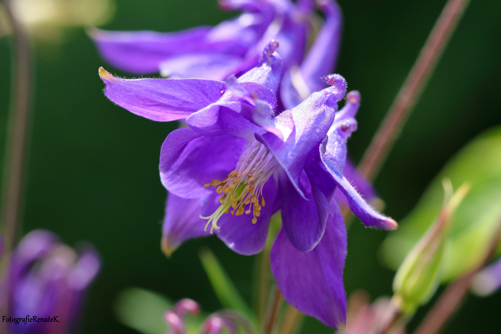 Gewöhnliche Akelei Aquilegia vulgaris Foto &amp; Bild