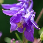 Gewöhnliche Akelei - Aquilegia vulgaris 