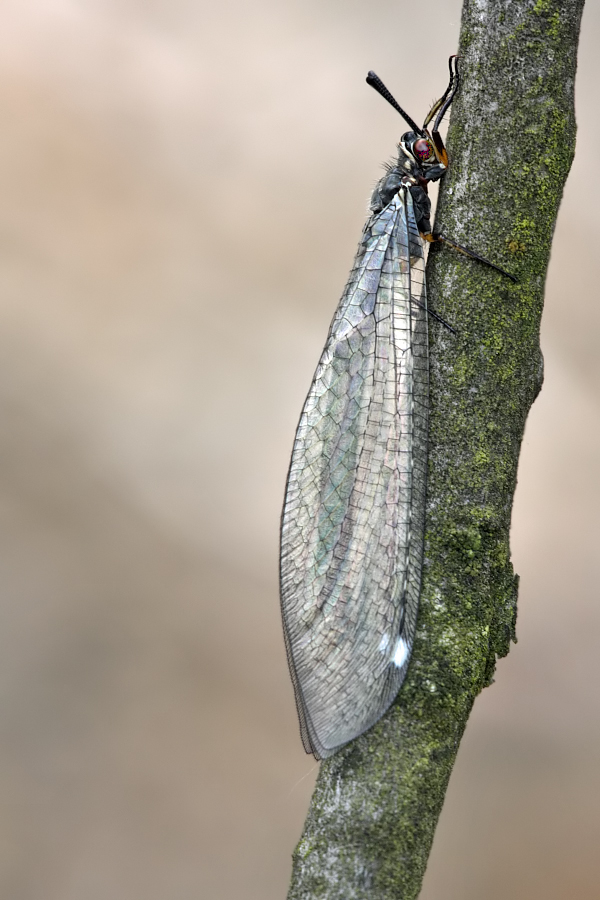 Gewöhnliche Ameisenjungfer