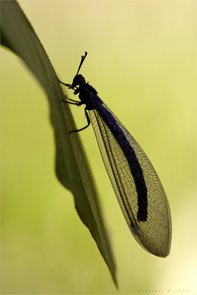 Gewöhnliche Ameisenjungfer (Myrmeleon formicarius)