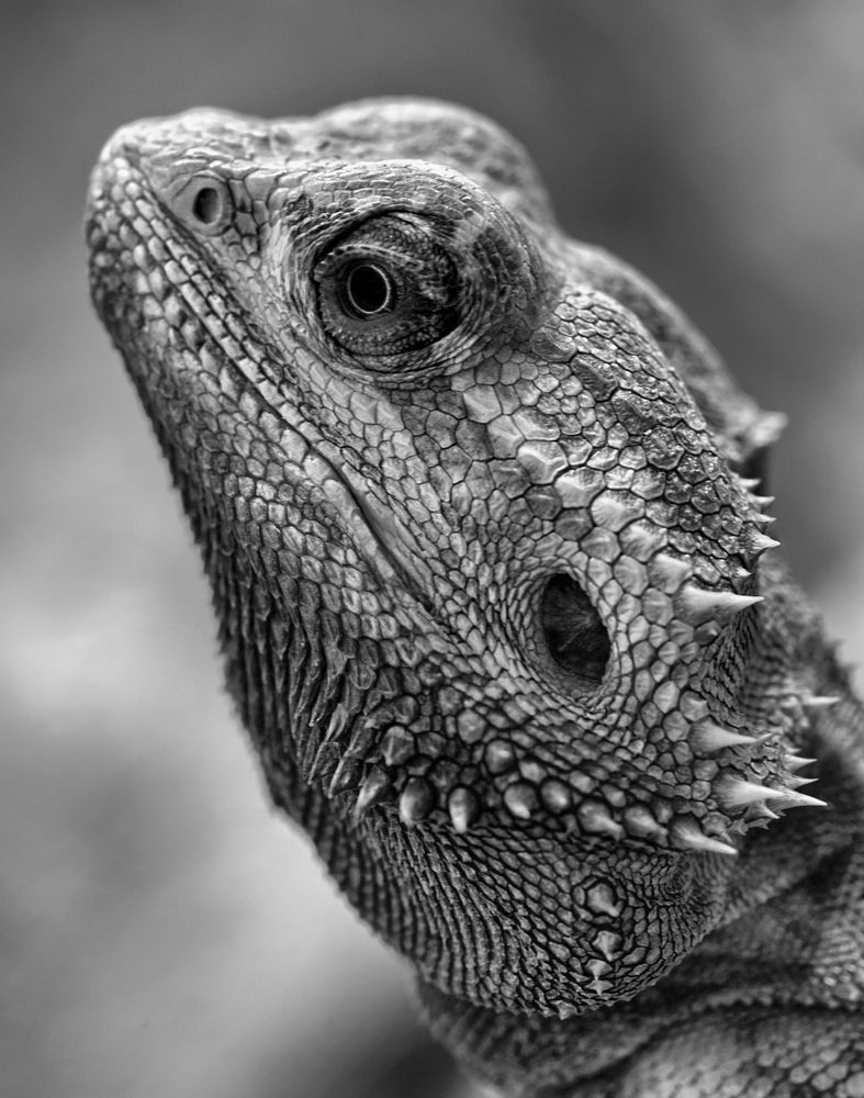 Gewöhnliche Bartagame (Pogona vitticeps) 2