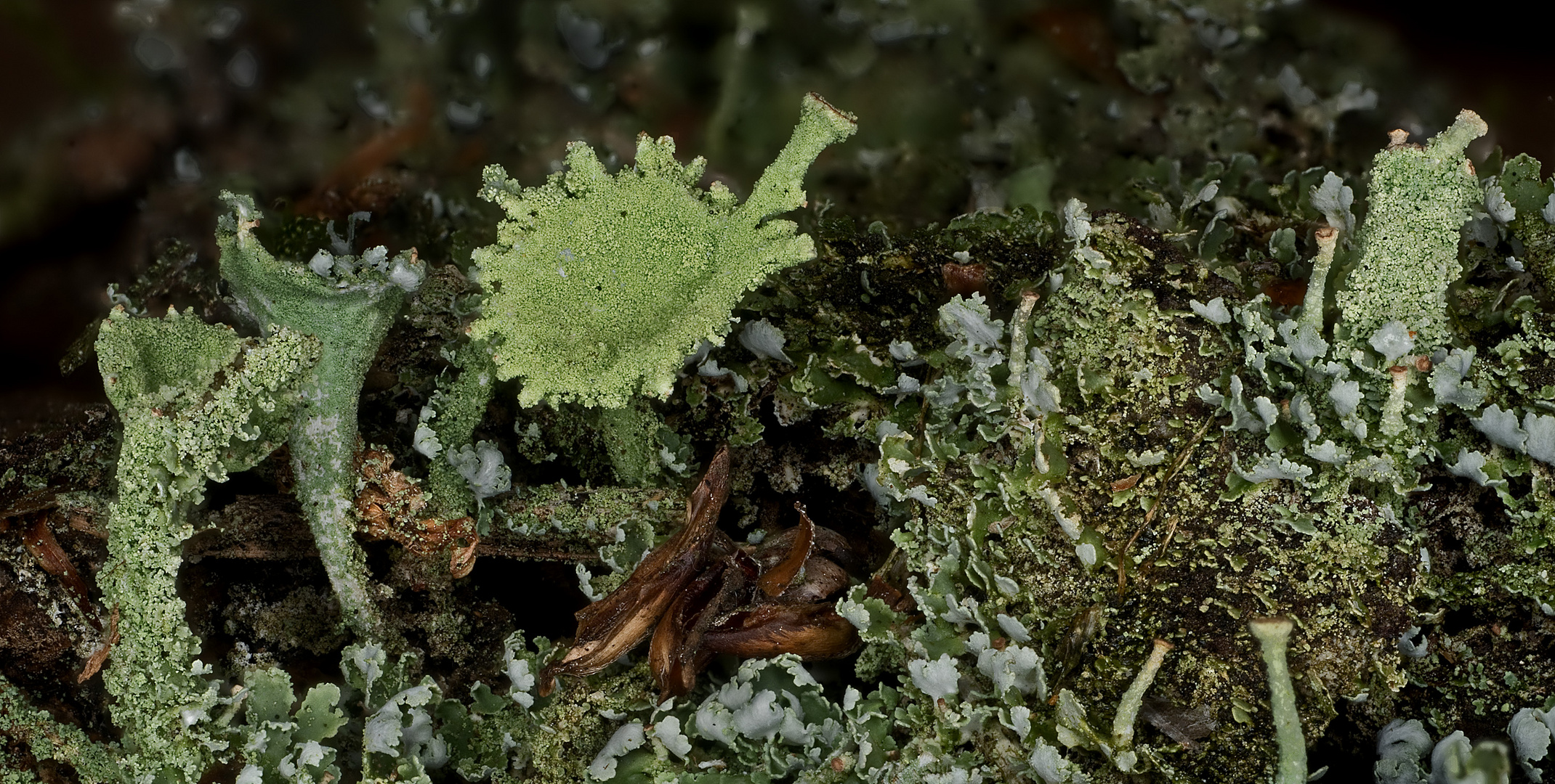 Gewöhnliche Becherflechte (Cladonia pyxidata)