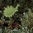 Gewöhnliche Becherflechte (Cladonia pyxidata)