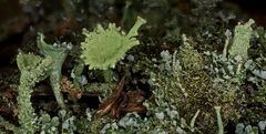 Gewöhnliche Becherflechte (Cladonia pyxidata)