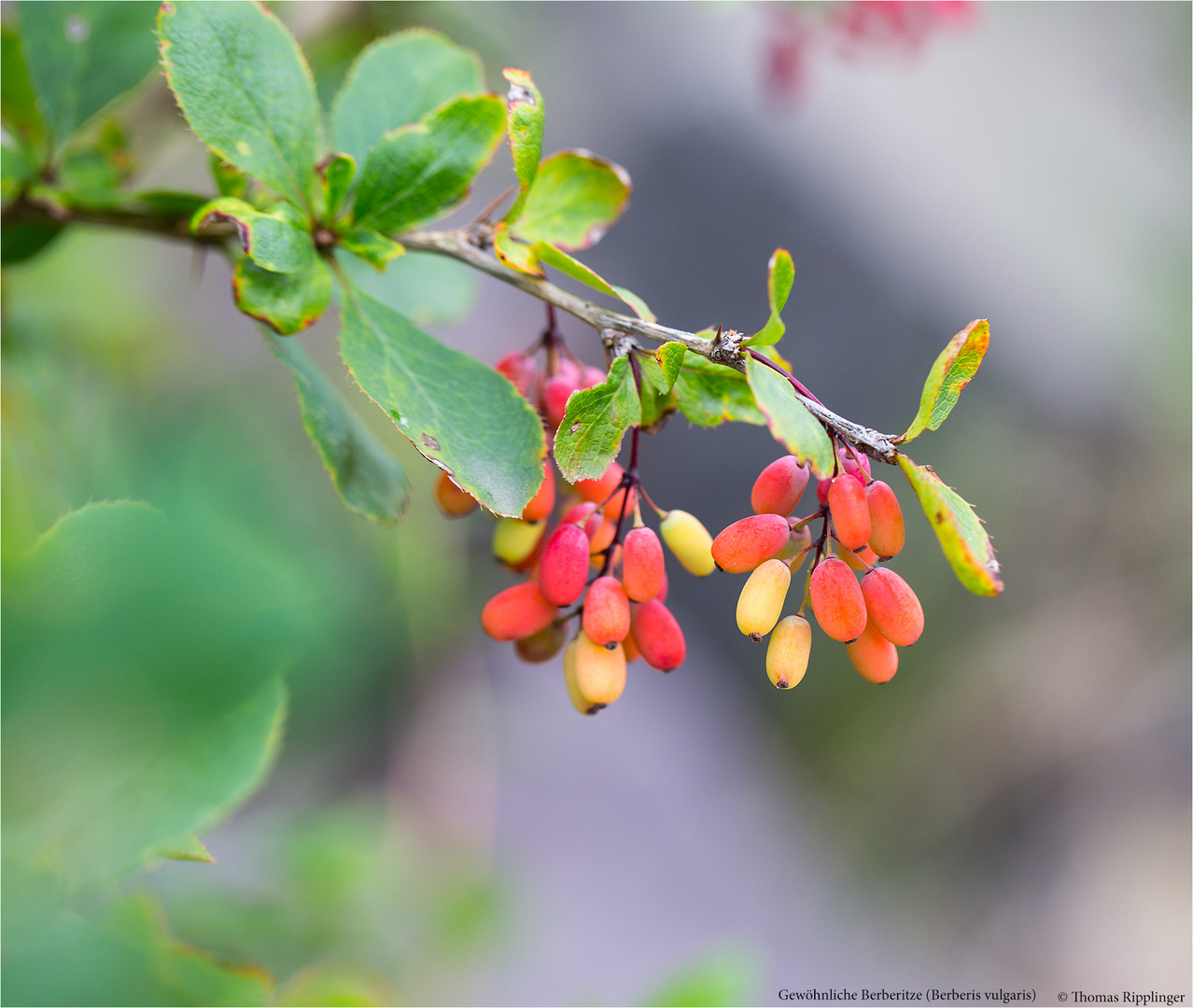 Gewöhnliche Berberitze (Berberis vulgaris)..