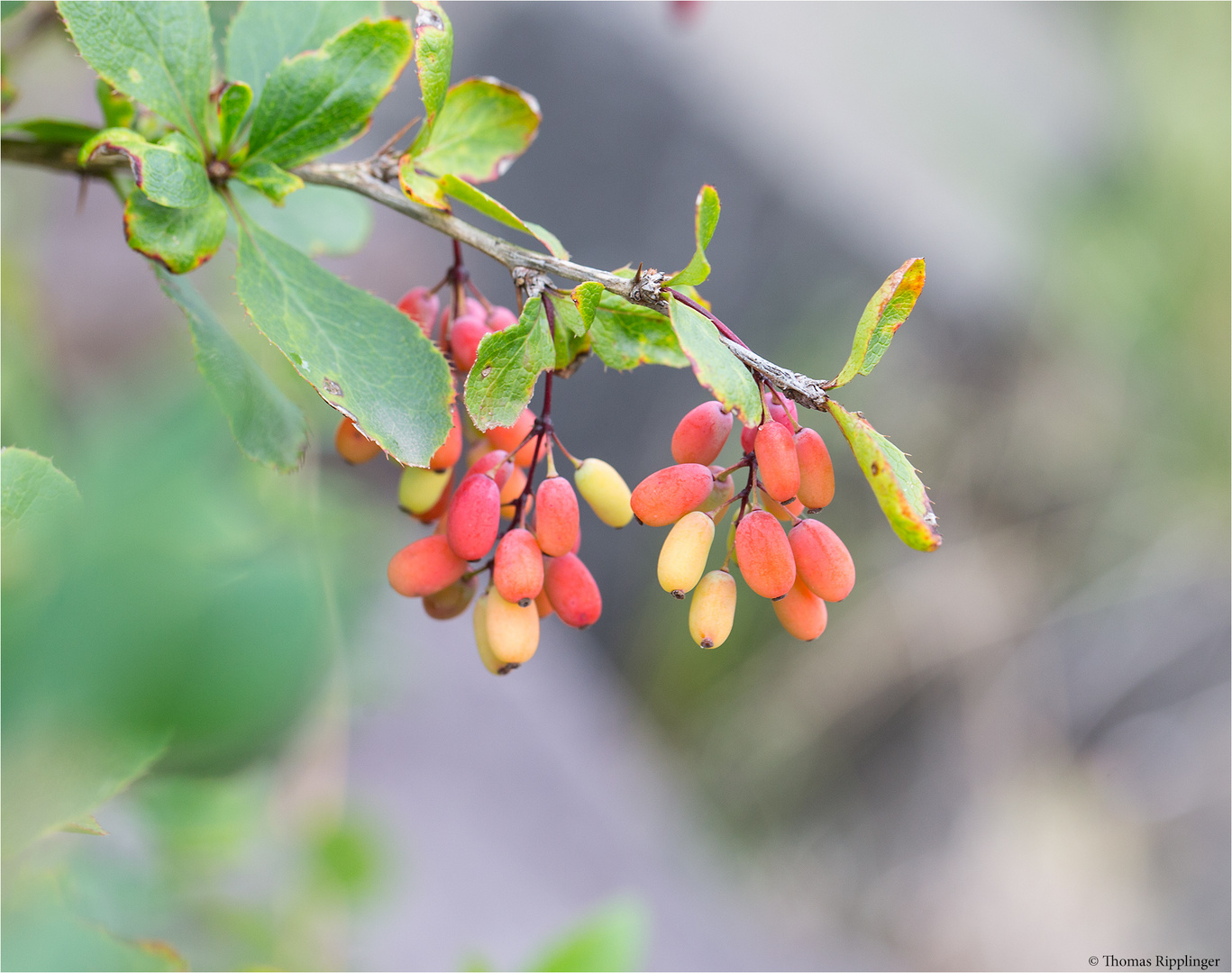 Gewöhnliche Berberitze (Berberis vulgaris)