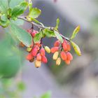 Gewöhnliche Berberitze (Berberis vulgaris)