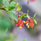 Gewöhnliche Berberitze (Berberis vulgaris).