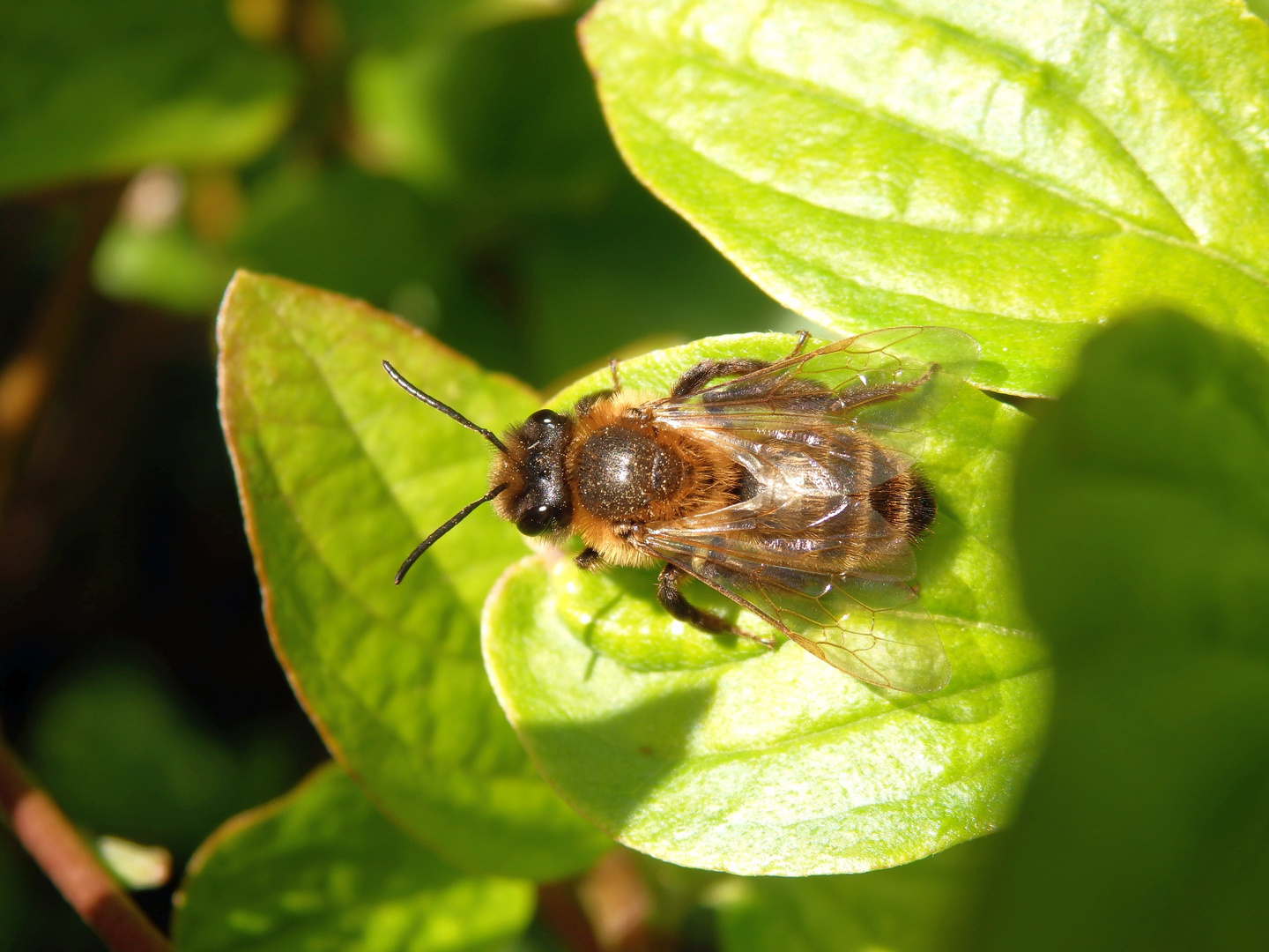 Gewöhnliche Bindensandbiene (Andrena flavipes)