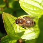 Gewöhnliche Bindensandbiene (Andrena flavipes)