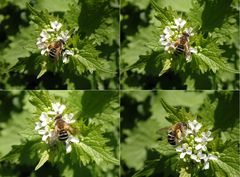 Gewöhnliche Bindensandbiene (Andrena flavipes)