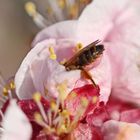 gewöhnliche Bindensandbiene,Andrena flavipes