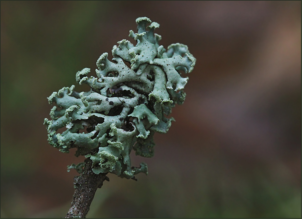 Gewöhnliche Blasenflechte (Hypogymnia physodes)