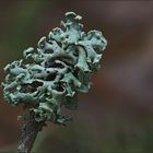 Gewöhnliche Blasenflechte (Hypogymnia physodes)