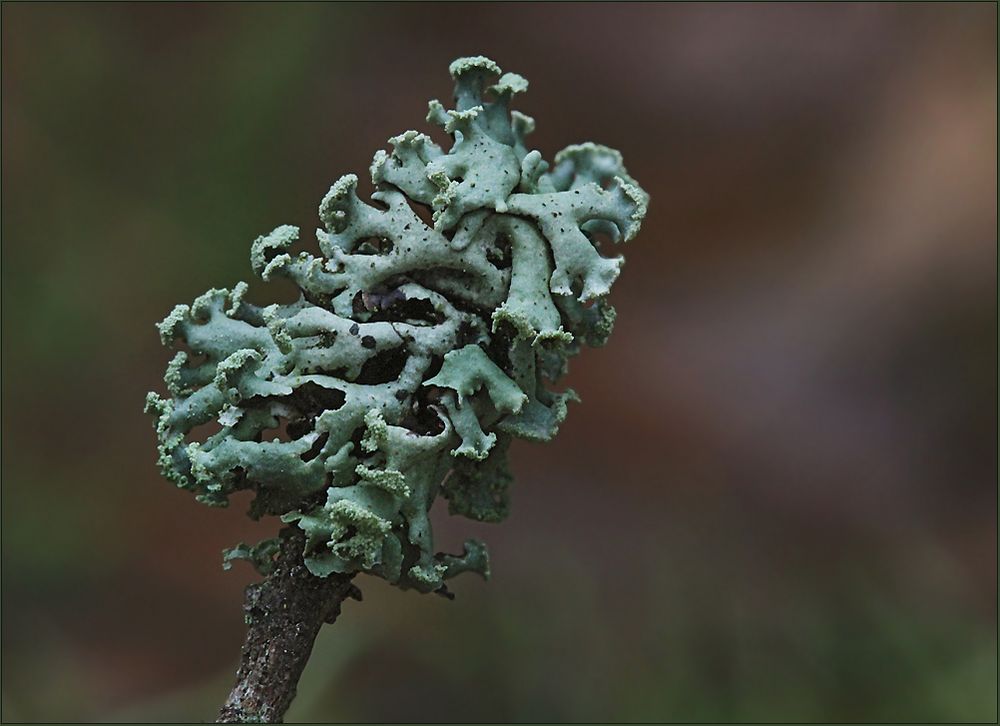 Gewöhnliche Blasenflechte (Hypogymnia physodes)