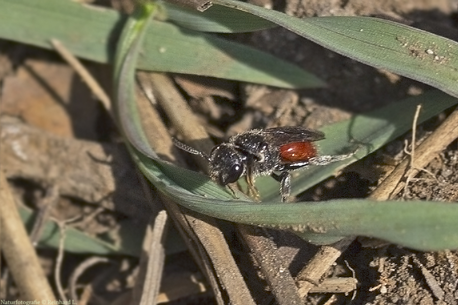 Gewöhnliche Blutbiene 