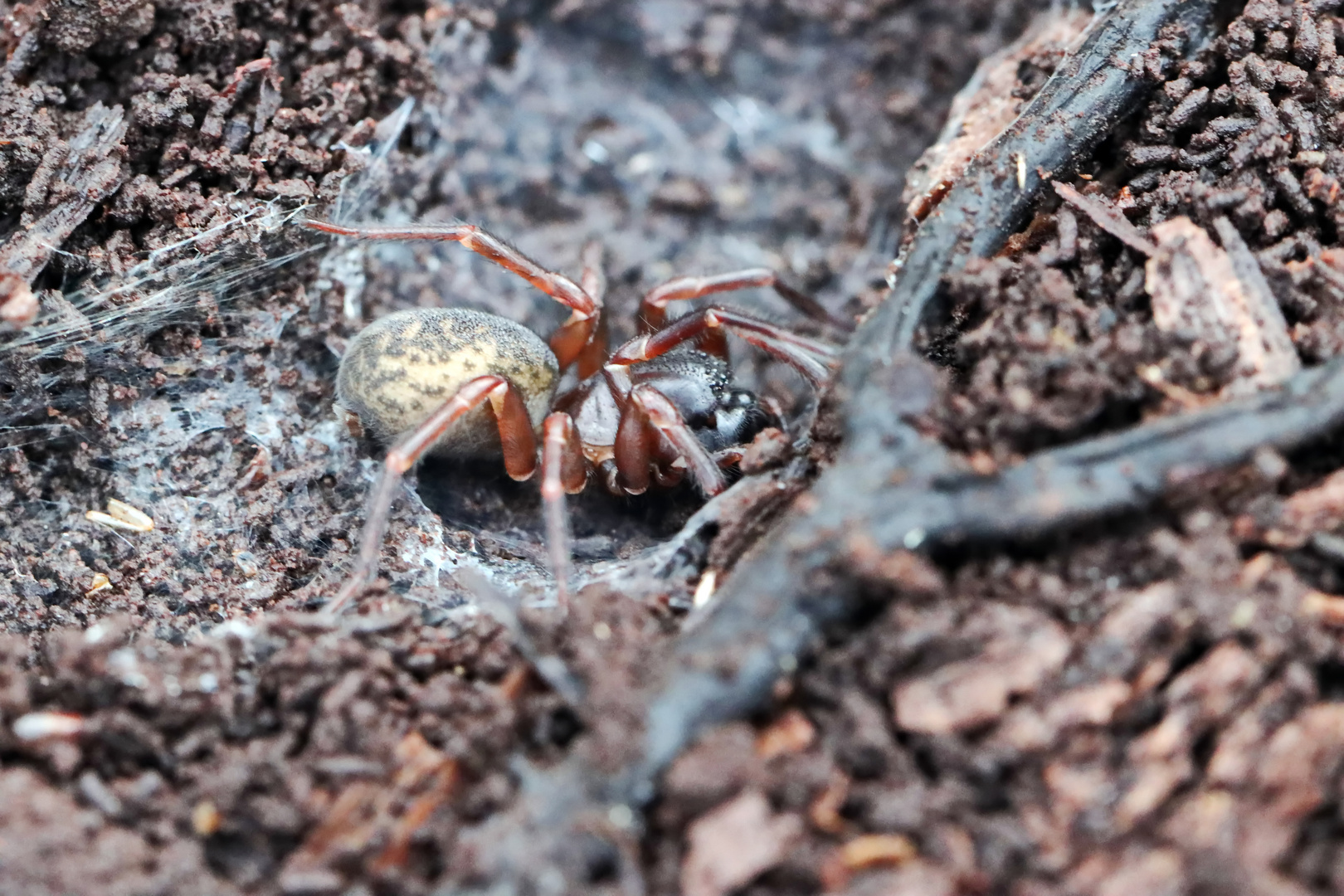 Gewöhnliche Bodentrichterspinne