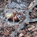 Gewöhnliche Bodentrichterspinne