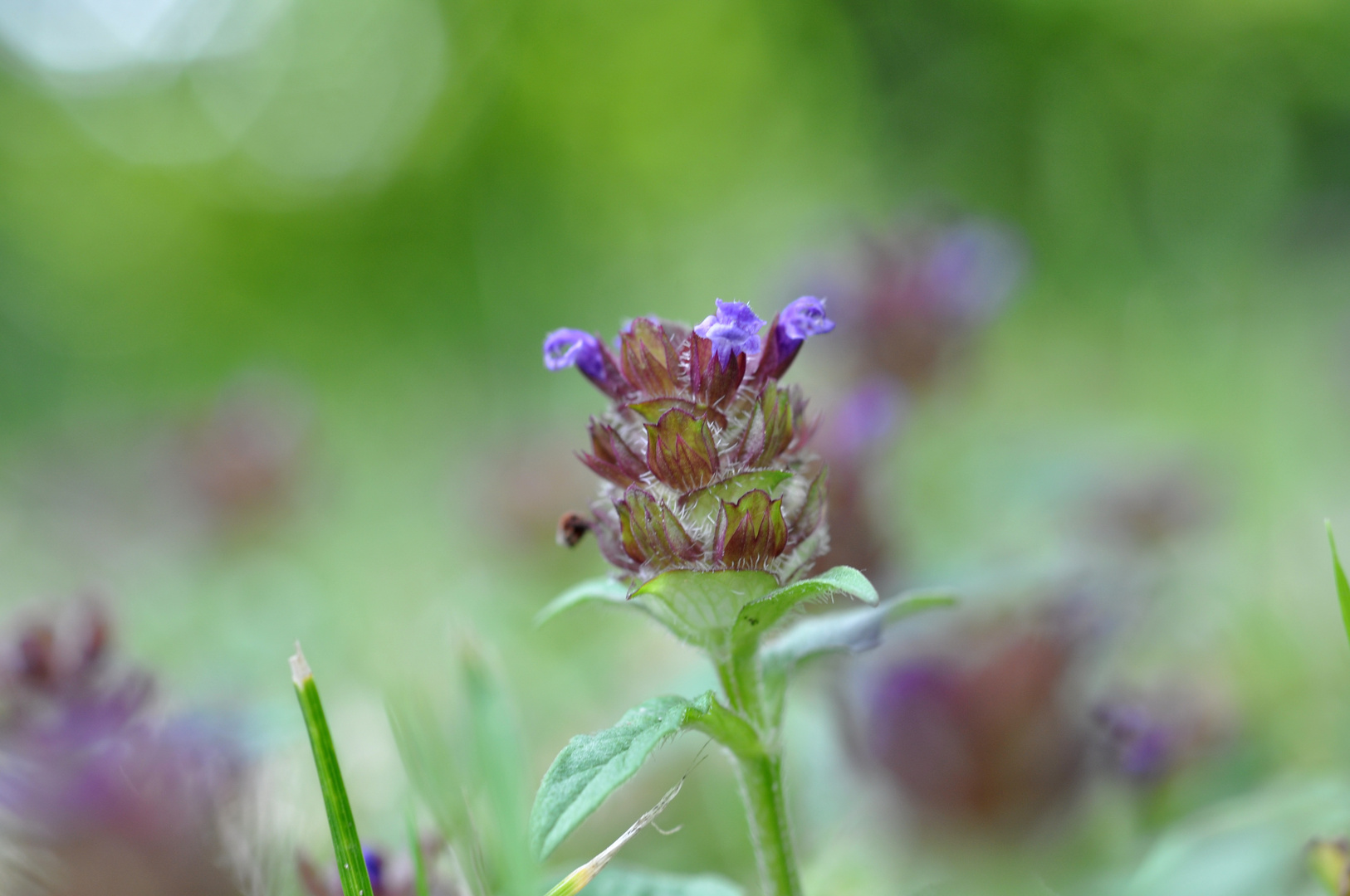 Gewöhnliche Braunelle, Prunella vulgaris