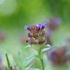 Gewöhnliche Braunelle, Prunella vulgaris