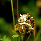 Gewöhnliche Brombeere (Rubus fruticosus) mit Käfer