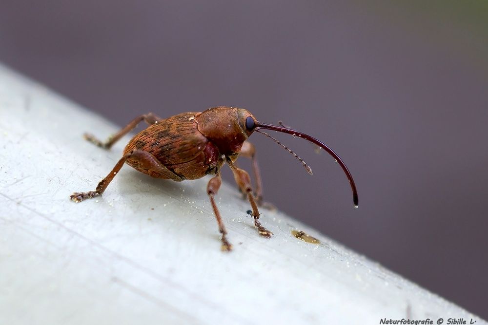 Gewöhnliche Eichelbohrer (Curculio glandium)