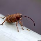 Gewöhnliche Eichelbohrer (Curculio glandium)