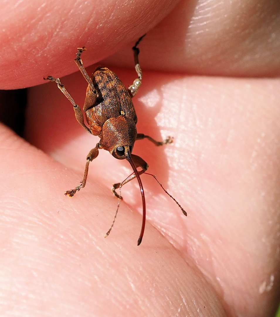 Gewöhnliche Eichelbohrer (Curculio glandium)