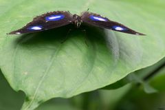 ~ Gewöhnliche Eierfliege ~