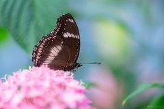 Gewöhnliche Eierfliege