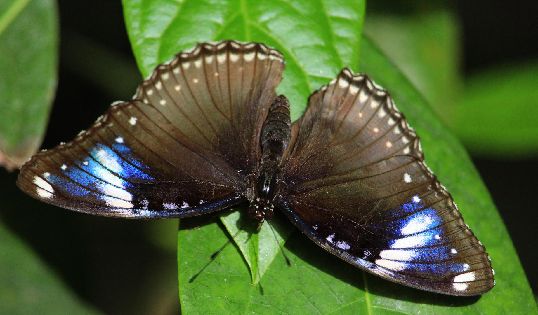 Gewöhnliche Eierfliege