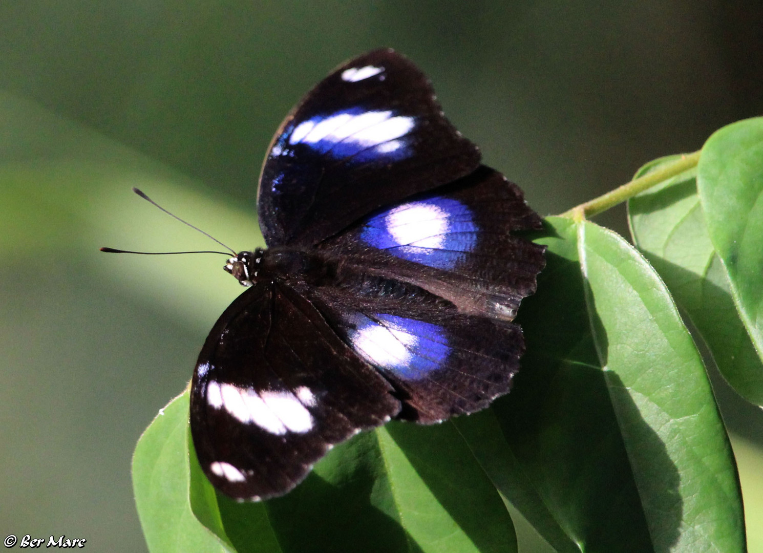 Gewöhnliche Eierfliege