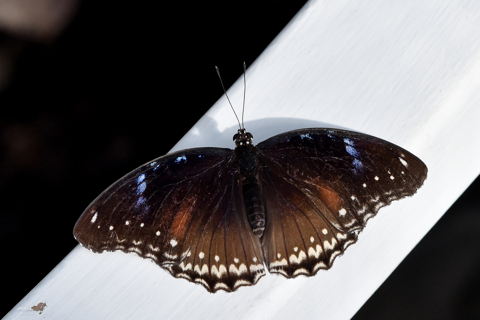 Gewöhnliche Eierfliege