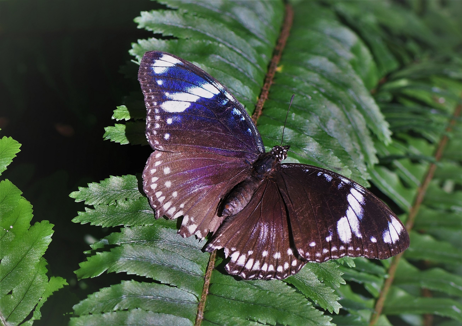 Gewöhnliche Eierfliege ( Hypolimnas bolina )