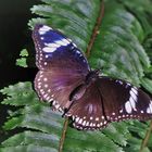 Gewöhnliche Eierfliege ( Hypolimnas bolina )