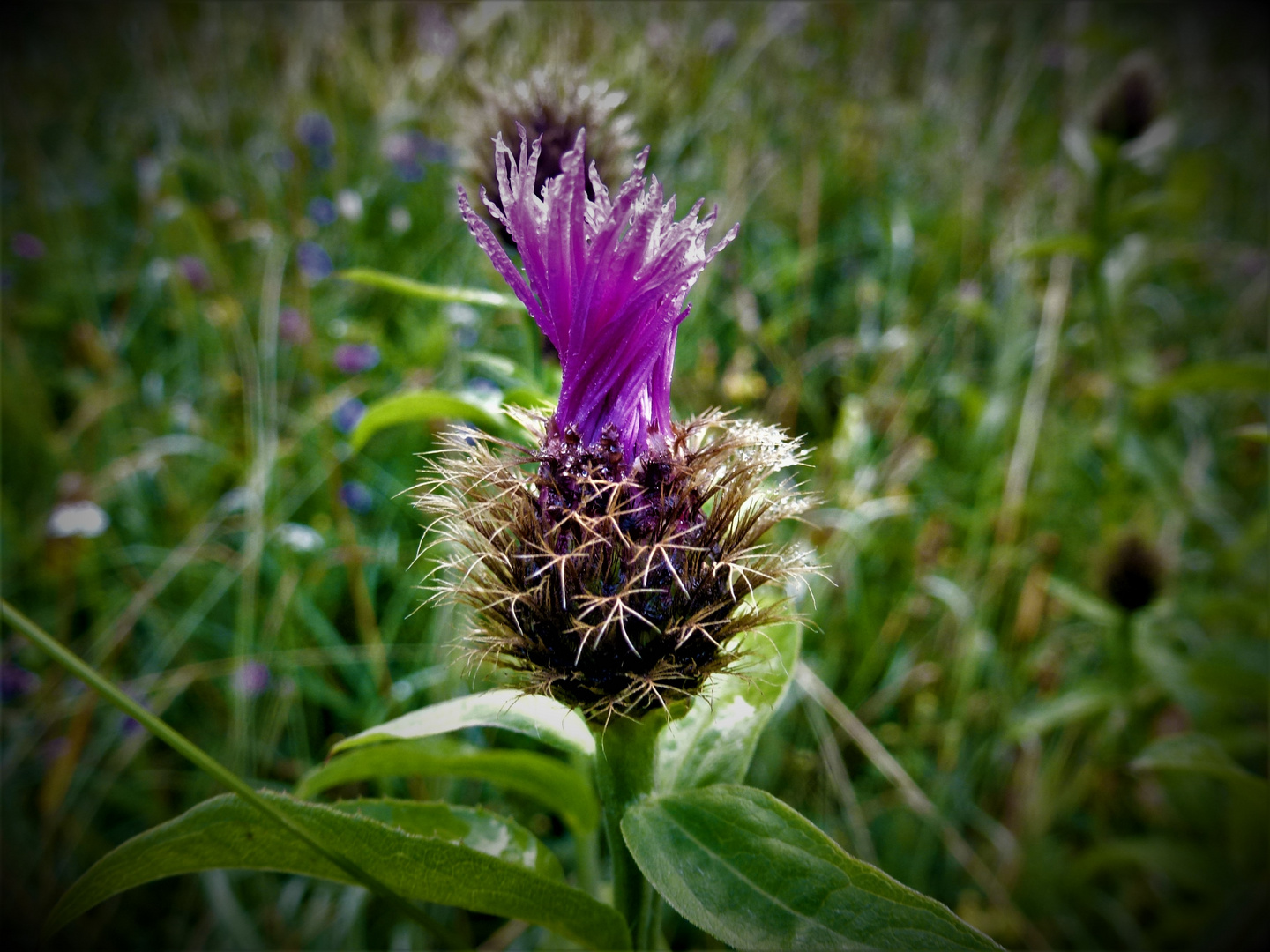 Gewöhnliche Eselsdistel