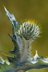 Gewöhnliche Eselsdistel (Onopordum acanthium)