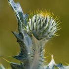 Gewöhnliche Eselsdistel (Onopordum acanthium)