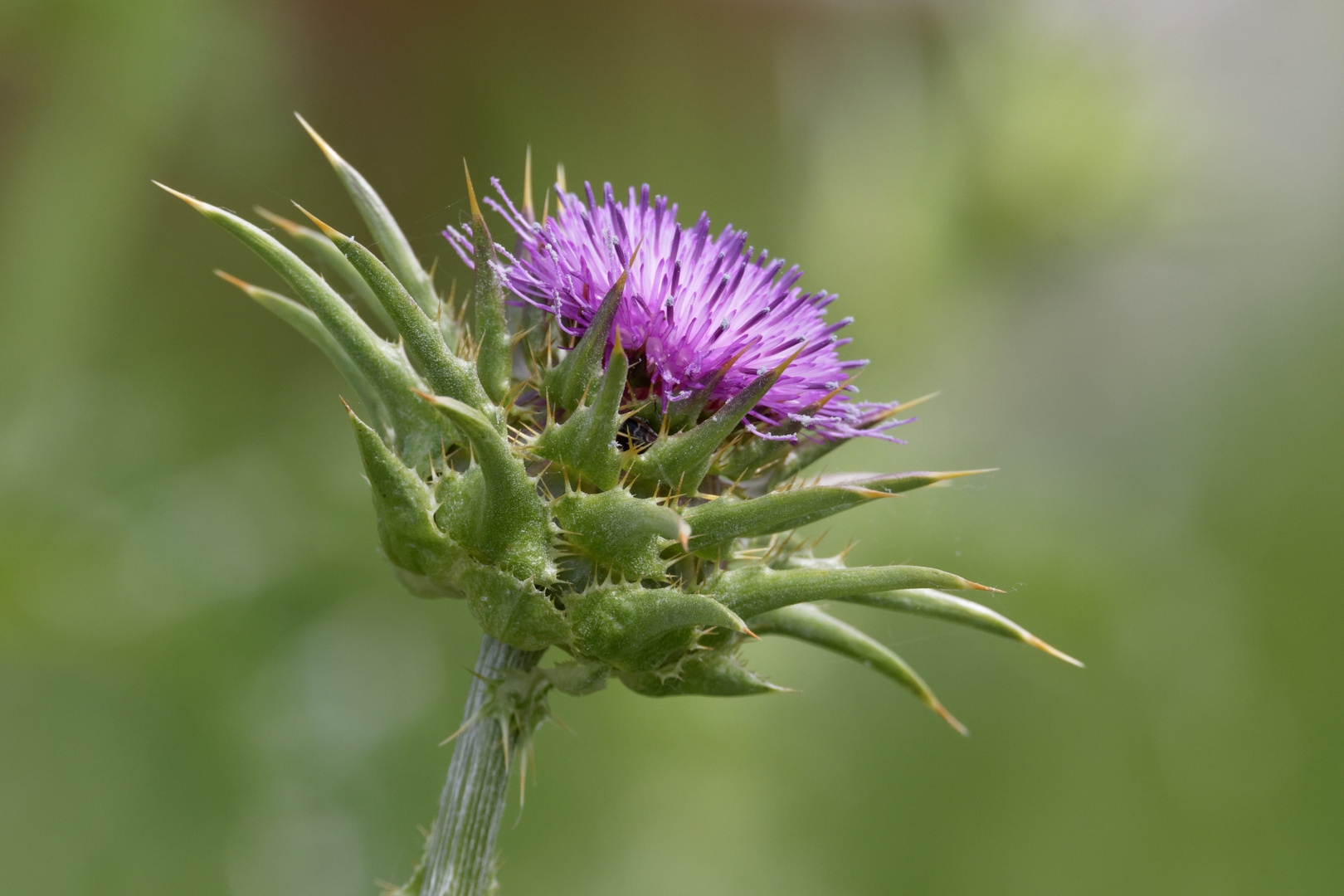 Gewöhnliche Eselsdistel (Onopordum acanthuim)