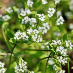 Gewöhnliche Feldsalat,Valerianella locusta