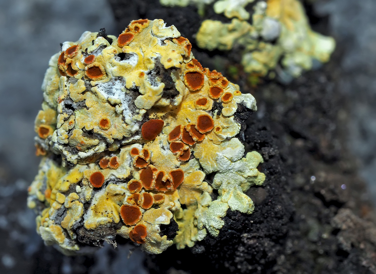 Gewöhnliche Feuerflechte (Fulgensia fulgens): vom Aussterben bedroht! * - Lichen très rare!