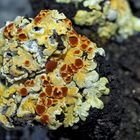 Gewöhnliche Feuerflechte (Fulgensia fulgens): vom Aussterben bedroht! * - Lichen très rare!