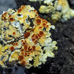 Gewöhnliche Feuerflechte (Fulgensia fulgens): vom Aussterben bedroht! * - Lichen très rare!