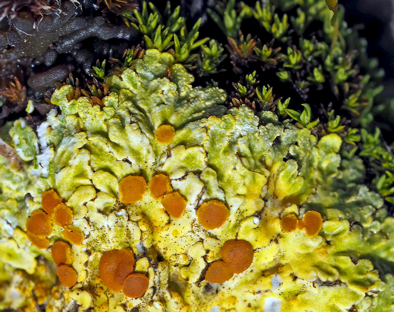 Gewöhnliche Feuerflechte (Fulgensia fulgens): vom Aussterben bedroht! * - Lichen très rare!